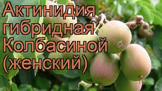 Актинидия гибридная Колбасиной (женский) ? обзор: как сажать, рассада актинидии Колбасиной (женский)