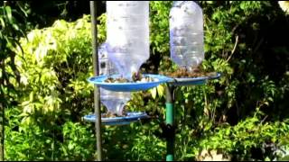 The Wild Honey Bee Raid