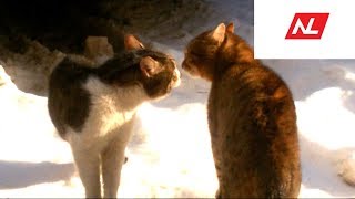 Весенний Кошачий Концерт/CAT SPRING CONCERT