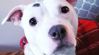 Woman adopts stray puppy paralyzed from car accident (Scootie Patootie - Delilah)
