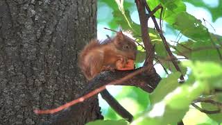 Бельчонок с морковкой / Squirrel with carrot