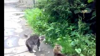 Cat vs Cat разборки