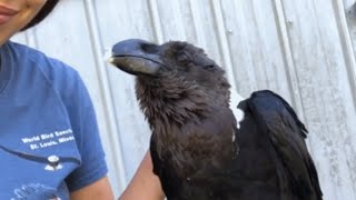 This raven is the Einstein of the bird world