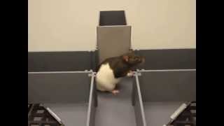 Behavioral Testing of a Long Evans Rat in a T-maze