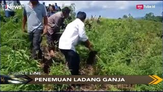 Polisi Ungkap Ladang Ganja Milik Warga di Dairi - Police Line 11/04