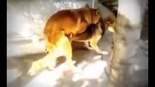 Animals Having Sex Breeding Reproducing Dogs Mating 2 ~ Best Funny Animals 2014