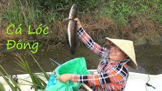 Bơm vuông bắt cá mô hình ruộng lúa ở miền tây P1 | Catch fish in vietnam