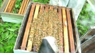 Bee Movie #7: Adding a second brood box