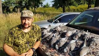 Открытие охоты по пернатой 2018, вяхирь, день второй, утро, классика в деле, pigeon hunting