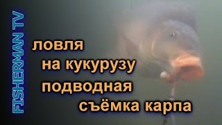Ловля карпа на кукурузу подводная съёмка