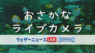 おさかなライブカメラ（協力：鴨川シーワールド）　ウェザーニュース