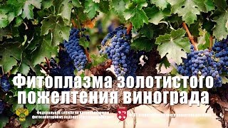 Фитоплазма золотистого пожелтения винограда