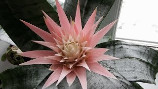 Экзотическое комнатное растение. Эхмея. Соцветие. / Exotic indoor plant. Achmea. Inflorescence.