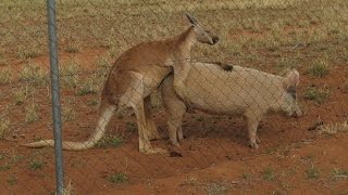 Kangaroo has sex with pig - that's Australia!