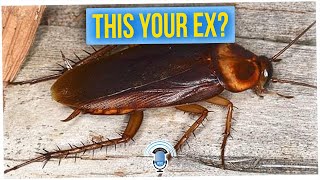 Be Petty for Valentine's and Name a Cockroach After Your Ex (ft. Nikki Blades)