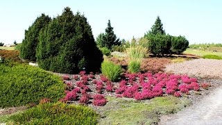 Heideblüte im Findlingspark Nochten  (Der Film)