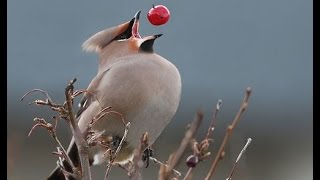 upd v2 Омелюх (свиристель) Waxwing. Bombycilla garrulus. Nostalgie music
