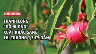 Ngày 3/10/2018 | Thanh long dò đường xuất khẩu sang thị trường 1,3 tỷ dân