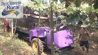 Agricultores de Nova Roma do Sul criam máquina de colher uva - Programa Rio Grande Rural