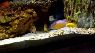 Labeotropheus fuelleborni 'Katale'OB spawning