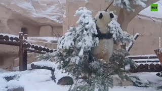 Giant panda enjoys long-awaited snow at Moscow Zoo