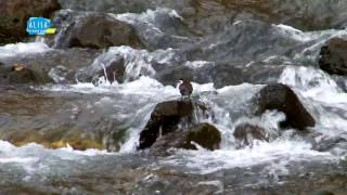 Оляпка -Cinclus cinclus - Nature Sounds -Armenia, Jermuk, river Arpa