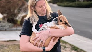 Woman adopted a strange dog that's a mix of 13 breeds