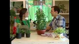 MATÉRIAS ARTE BRASIL - PLANTAS DE AMBIENTE INTERNO (27/01/2012)