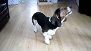 Coolest Dog Ever
