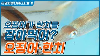 한치가 잡히면 달려들어 뜯어먹는 게 오징어 #오징어 한치 모든 것 #낚시법 #요리법 #강원도 오징어 제주 한치 #오징어 한치 구분