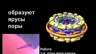 ПЕПТИДЫ, ПРОДЛЕВАЮЩИЕ ЖИЗНЬ! СЕНСАЦИЯ В МЕДИЦИНЕ