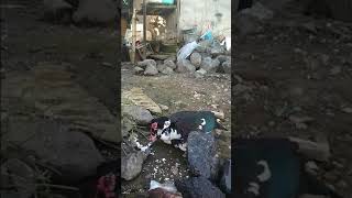 Bebek Kawin, duck mating