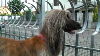 Life in a Day - Lizzie the Afghan Hound