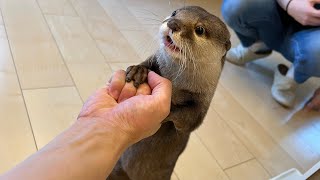 よく喋るのでそろそろカワウソ翻訳機が欲しいと思う日常 she talk a lot and it's time for an otter translator.