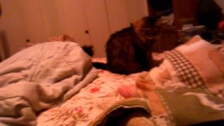 Royale playing with my mom's feet