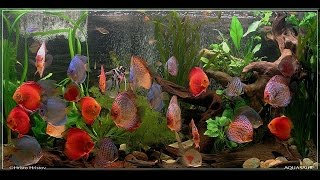 #Аквариум #для #начинающих #Дискус мой #многолетний #опыт #содержания и #разведения