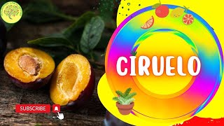 ?Como Germinar CIRUELAS (Prunus domestica)☺️