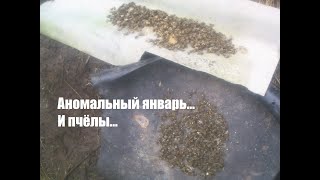 Осмотр и подкормка пчёл в январе. 09.01.2020. ПЧЕЛОВОДСТВО С НУЛЯ. КАК Я ЭТО ВИЖУ...