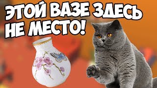 НАСТОЯЩАЯ КОТОСТРОФА! CATLATERAL DAMAGE