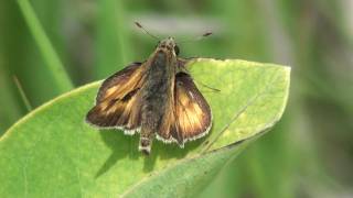 Long Dash Skipper (Hesperiidae: Polites mystic) on Leaf