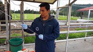 Inseminación  Artificial Bovina