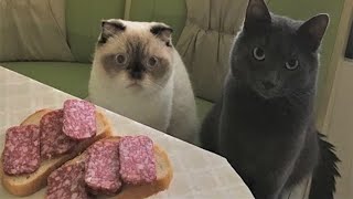 ВСМЫСЛЕ это не нам бутеры!? Смешные животные Приколы про собак и кошек