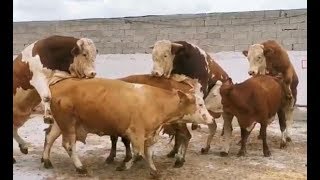 Bulls & Cows Best Farming - New Bulls Meet Cows First Time #01