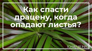 Как спасти драцену, когда опадают листья? | toNature.Info