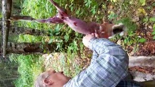 Разделка зайца .