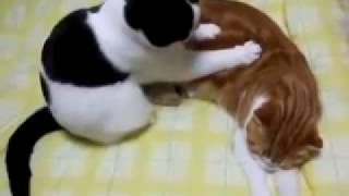 video pijat hot