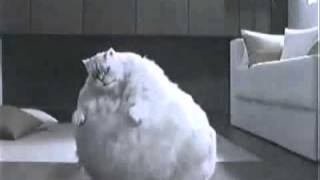 Толстый кот танцует под музыку