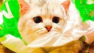 Пранки над Симкой Видео для детей Розыгрыши и Party для Кошечки Kittens Prank