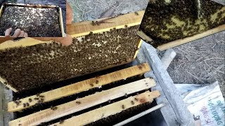 Thăm đàn ong siêu sáp, siêu mật của [Công Tạo Đỗ]