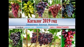КАТАЛОГ ВИНОГРАДА 2019 ГОДА Севериненко Виктора Ивановича